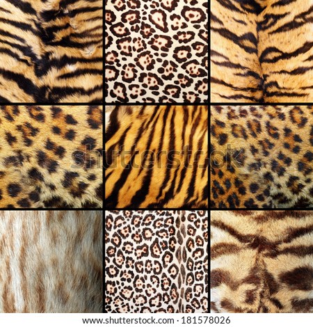 collection of wild cats fur, tigers, leopards and ocelot