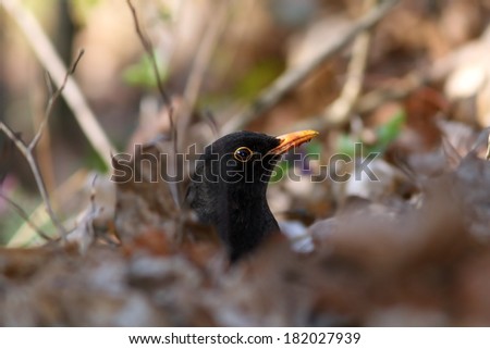 male common blackbird ( turdus merula ) hiding amongst faded leaves in early spring