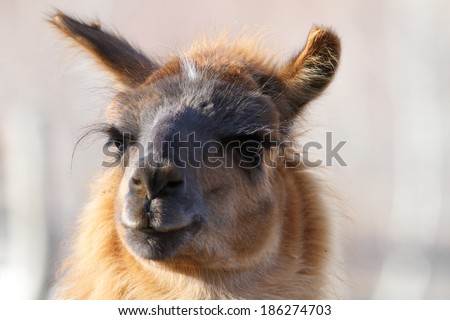 lama glama ( spitting llama ) looking at the camera, image made on a tame domesticated animal