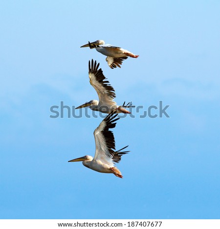 great pelicans ( pelecanus onocrotalus ) over beautiful blue sky, image taken in the Danube Delta, Romania