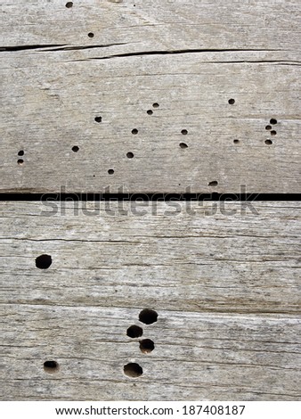 insects ( hylotrupes bajuhus, house longhorn beetle ) damage on old construction oak wood, detail of flying holes