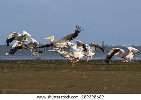 flock of great pelicans ( pelecanus onocrotalus ) taking flight from the beach
