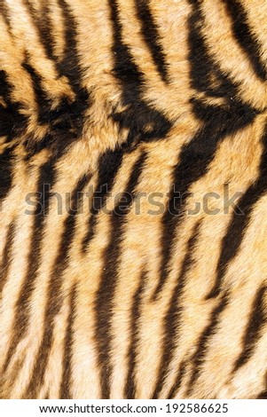 stripes on tiger back, real fur texture