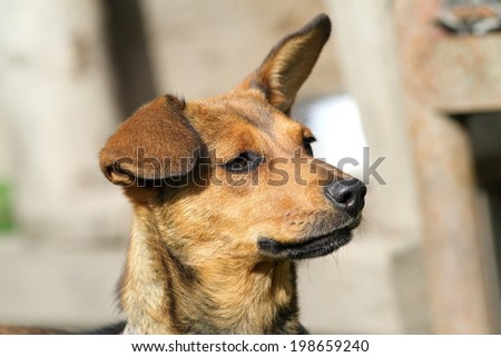 cute brown  dog portrait, with ears in the air