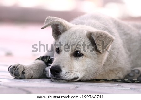cute lazy doggy resting in the shadow at noon