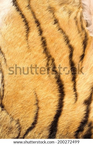 detail of tiger real stripes on fur, hunting animal background