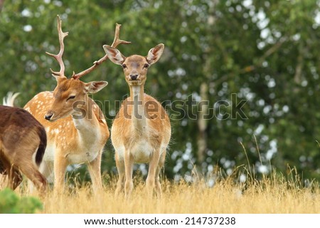 male and female fallow deers ( Dama )