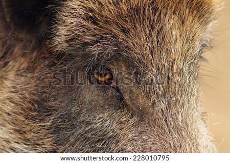 face closeup of a wild boar ( Sus scrofa )