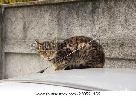 striped domestic cat standing  on top of a car, looking towards the camera