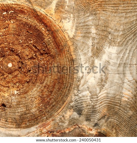 big wood knot on spruce textured plank