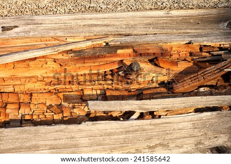 rot on dead wood, natural textured detail on spruce trunk