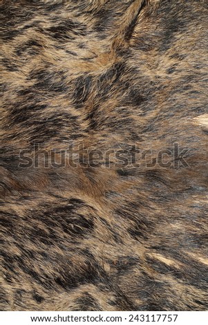 wild boar ( Sus scrofa ) hunting trophy, texture of real fur