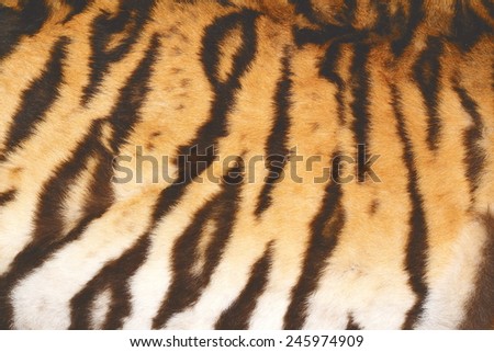 beautiful tiger real textured  fur with vintage effect