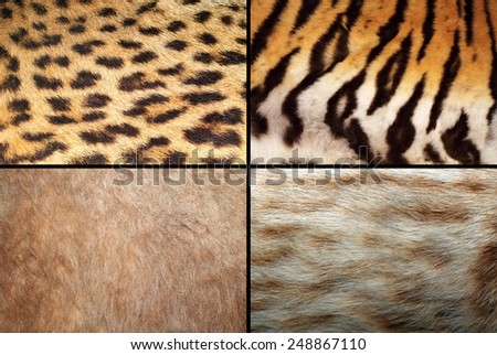 wild felines fur collection, real pelt textures of tiger, lion, ocelot and leopard
