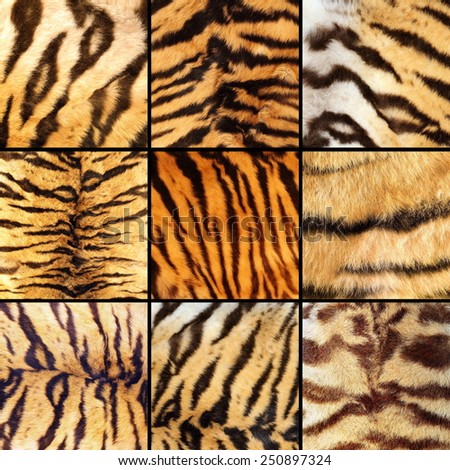collection of tiger stripes, beautiful natural textures of pelts