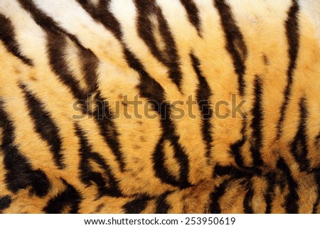 black stripes on real tiger fur, beautiful animal texture