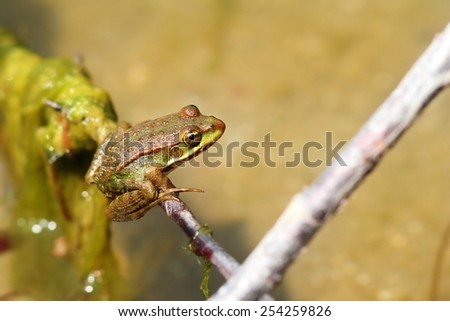 marsh frog on a twig ( Pelophylax ridibundus ), the largest european frog