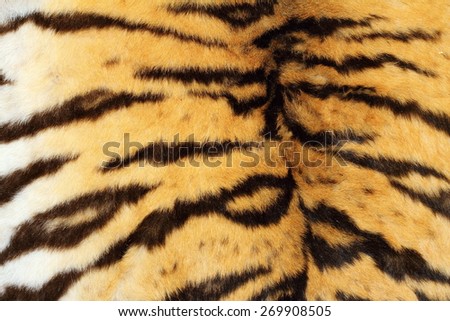 real tiger textured fur, beautiful natural pelt