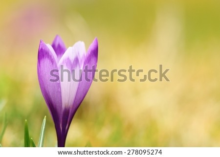 closeup of spring wild saffron ( Crocus sativus ), beautiful flower over green out of focus background