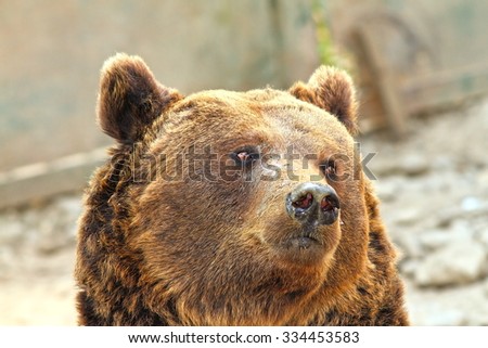 european brown bear portrait of captive animal at the zoo