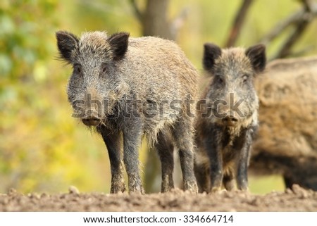 family of cute wild hogs looking towards the camera ( Sus scrofa )