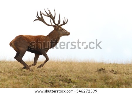 red deer buck running on clearing ( Cervus elaphus ) in mating season