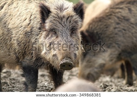 portrait of curious wild hog ( Sus scrofa )