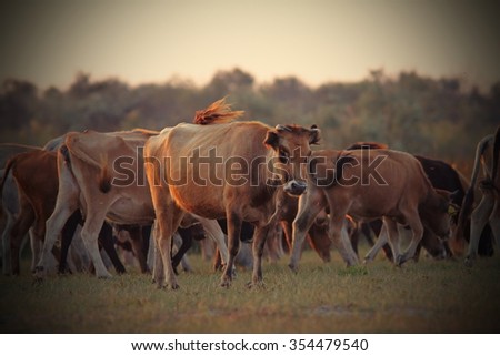 feral cows herd in beautiful orange twilight