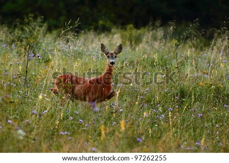 Roe deer doe coming from the woods in the big grass. This young beautiful deer came at the sound of a game call usually used by hunters in the roe deer mating season.