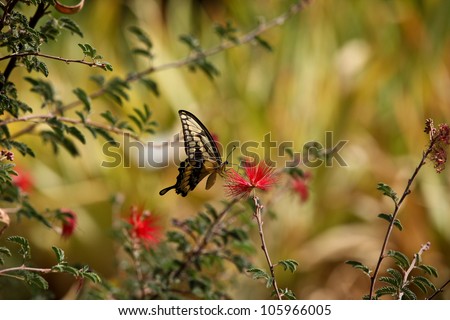 Giant Swallowtail butterfly on Fairy-duster flowers at Tucson Botanical Gardens in summer in Arizona, USA/Closeup of Giant Swallowtail Butterfly on Flowering Shrub/Swallowtail butterfly on wild shrub