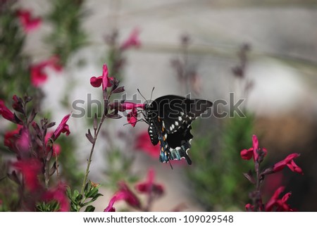 Pipevine Swallowtail butterfly on red flowers in Arizona, USA, in summer/Wild Pipevine Swallowtail Butterfly feeds on Red Blooms in desert Southwest USA/Swallowtail butterfly feeds on flowering shrub