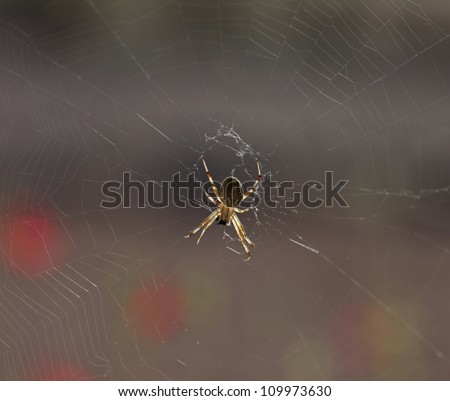 Closeup of yellow spider hanging head down on spiderweb in Arizona state, USA/Macro of Spider Hanging Upside Down in Spiderweb, with morning sun back-light/Little spider hangs upside down in web