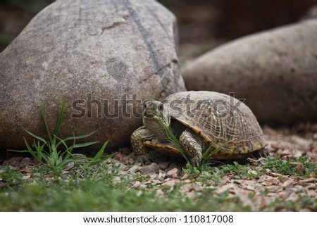 Wild Ornate Box Turtle (Terrapene ornata luteola) in southeastern Arizona, United States, in summer/Closeup of Desert Ornate Box Turtle in Grass at Large Gray Rock in Summer/Desert Box Turtle at rock