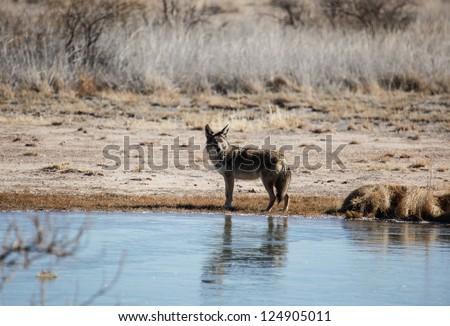 Wild coyote at edge of frozen water during winter in desert southwestern United States/Coyote (Canis latrans) in Winter at Edge of Frozen Water in North America/Coyote at iced pond during winter