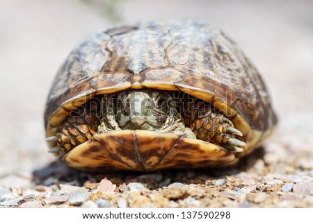 Closeup of wild Ornate Box Turtle, a protected species,  in Cochise County of southeastern Arizona/Box Turtle Face/Desert Box Turtle after a slight rain in arid southeastern Arizona, USA