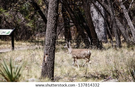 Coues deer during springtime in Chiricahua National Monument park, southeastern Arizona, USA/White Tail Coues Deer/White-tailed deer in forest near hiking trail in southeastern Arizona state