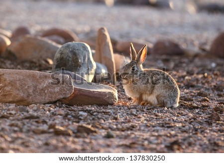 Wild cottontail rabbit at springtime sunrise in State of Arizona in United States of America/Backlit Bunny/Wild cottontail rabbit blends with rocks and gravel in xeriscape setting in  southwestern USA