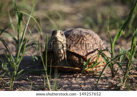 Wild Ornate Box Turtle (Terrapene ornata luteola) amidst fresh wild grass after monsoonal rain in southeastern Arizona, USA/Closeup of Ornate Box Turtle in southeastern Arizona, USA/Ornate Box Turtle