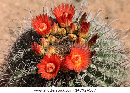 Waxy orange blooms and buds on native Barrel Cactus during summer in the Southwest USA and Mexico/Orange Burst/Ferocactus in summer with bright orange-red flowers and colorful buds, in Southwest USA