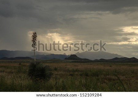 Soaptree Yucca plant silhouetted against thunderclouds at dusk in desert landscape/Wild Yucca Elata Plant in Bloom during Thunderstorm over Desert  Landscape/Thunderstorm and desert plant with bloom