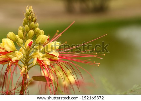Yellow Bird of Paradise (Caesalpinia gilliesii) in southwestern USA, with yellow flower and red stamens/Bloom and Red Stamens of Yellow Bird of Paradise Shrub/Desert Bird of Paradise in flower