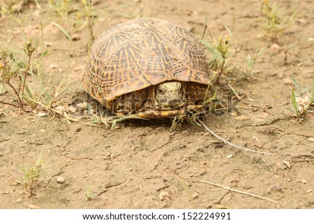 Macro of wild Ornate Box Turtle outdoors in semi-desert grassland during summer in desert Southwest USA/Closeup of Desert Box Turtle in Nature/Closeup of Ornate Box Turtle in desert grassland