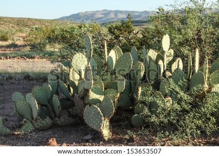 Opuntia cactus vegetation grows in Gila Box Riparian Conservation Area near Safford, Arizona, USA/Closeup of Prickly Pear Cactus in Summer Landscape of Semi-Desert/Prickly Pear Cactus during summer