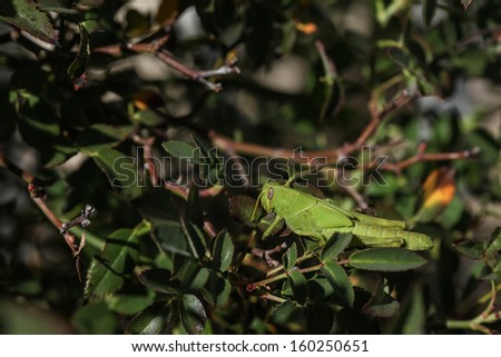 Green grasshopper during Fall on plant in Arizona, USA/Closeup in Autumn of Green Grasshopper with Short Antennae and Green Body/Short-horned green grasshopper during Autumn in desert Southwest USA