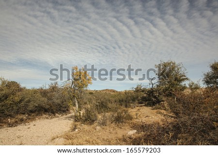 Rows of white clouds form a large pattern in blue sky over semi-desert landscape/Cirrocumulus Clouds over Desert Landscape/Pattern of white clouds in blue sky look like fish scales