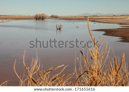 Dry weeds with shallow water at Whitewater Draw, wildlife wetlands in Arizona state, USA, during winter/Whitewater Draw Wetlands in Arizona, USA, during Winter/Calm water of wintering wetlands