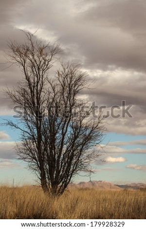 Mesquite tree on dry grassland with gray and white clouds in sky/Wild, Tall Mesquite Tree on Semi-Desert Grassland on Gray Cloudy Day and Blue Sky/Bare tall tree in winter with gray clouds in blue sky