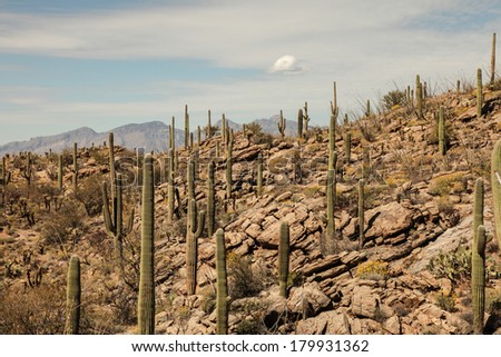 Saguaro cacti growing on rocky ground during winter in Saguaro National Park East, Arizona state, southwestern United States/Rocky Hillside with Saguaros and White Clouds/Saguaro cacti in Arizona, USA