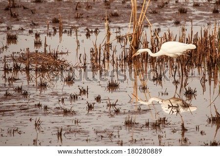 Large white wading bird, Great Egret, at Whitewater Draw wetlands of Arizona, USA /White Great Egret Concentrates on Possible Edible in Wetlands of Desert Southwest USA /Great Egret wades in water