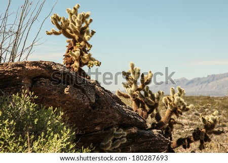 Native plants, Cholla cacti, on a high slope in wintertime Saguaro National Park East in Arizona, USA/Teddy Bear Cholla/Wild vegetation along Tanque Verde Ridge Trail in Rincon Mountains, Arizona, USA